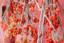 red berries hanging on tree branches