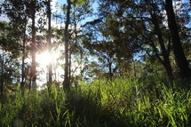 sunlight shining on the forest floor 