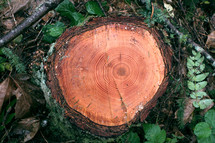 Tree stump with rings.