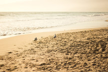 seagulls on a beach 