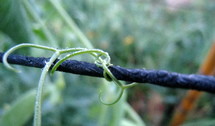 A graceful tendril of a vine