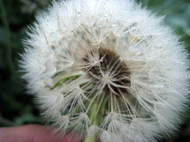 A dew-covered dandelion