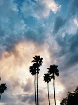 silhouettes of palm trees in a sky at sunset 