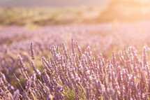 Lavender field in France