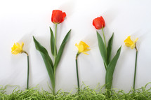 red tulips and yellow daffodils and decorative grass border on white background 