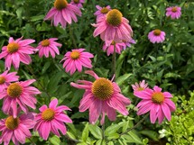 pink coneflowers in a garden in the sunshine 