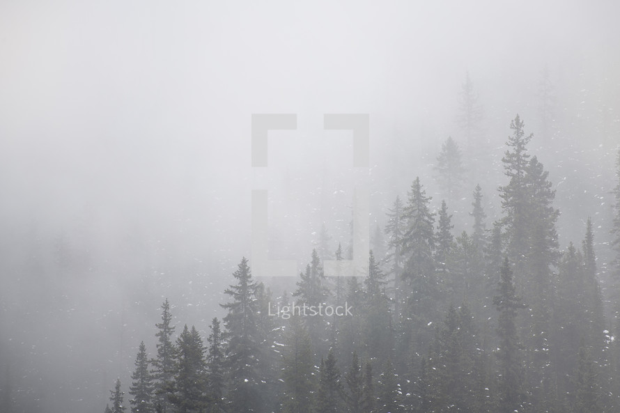 falling snow in a foggy evergreen forest 