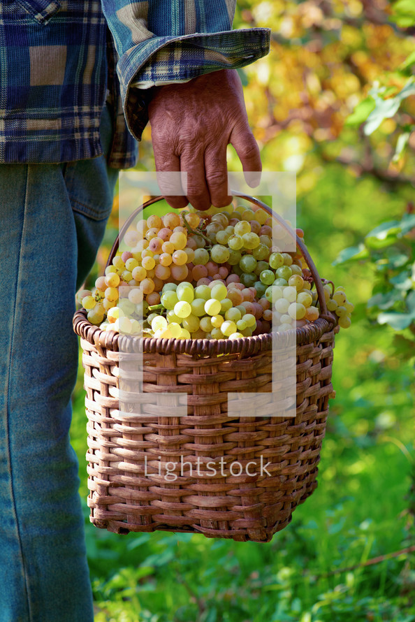 man carrying a basket of fresh picked grapes 