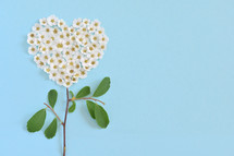 White Spiraea Flowering in heart shape