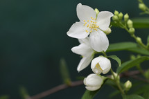 Spring jasmine flower shoot on natural background