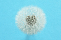 Close up of dandelion isolated on blue background