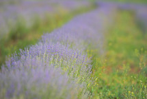 Blossoming Of Lavender Flowers in a Field