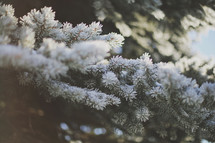 a close up of frosty and snow covered pine branches