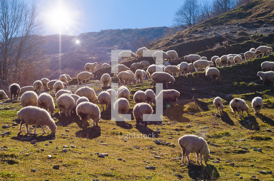 Herd of sheep grazing on a hillside at sunrise.