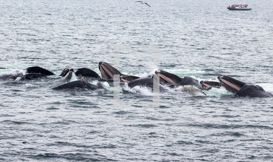 A pod of whales breaking the surface of the water.