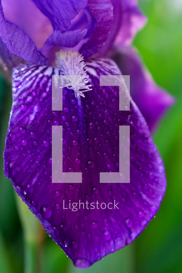 purple iris 