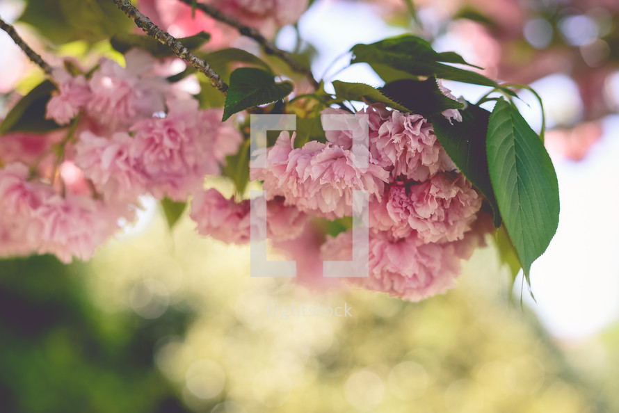 pink spring flowers on tree branches 