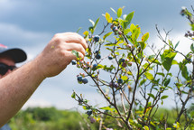 picking berries from a blueberry bush 