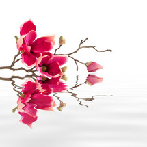 pink magnolia blossoms and water reflection 