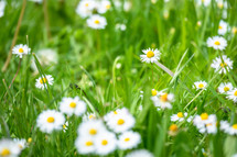 field of daisies 