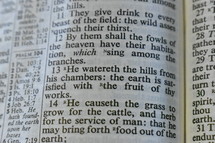 Psalms - He watereth the hills from his chambers: the earth is satisfied with the fruit of thy works. 
