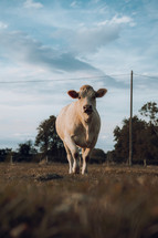 White cow alone in a farm field