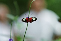 black, red, and white butterfly