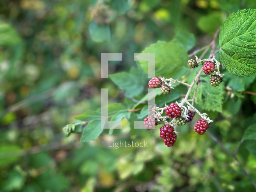 blackberries on the vine 