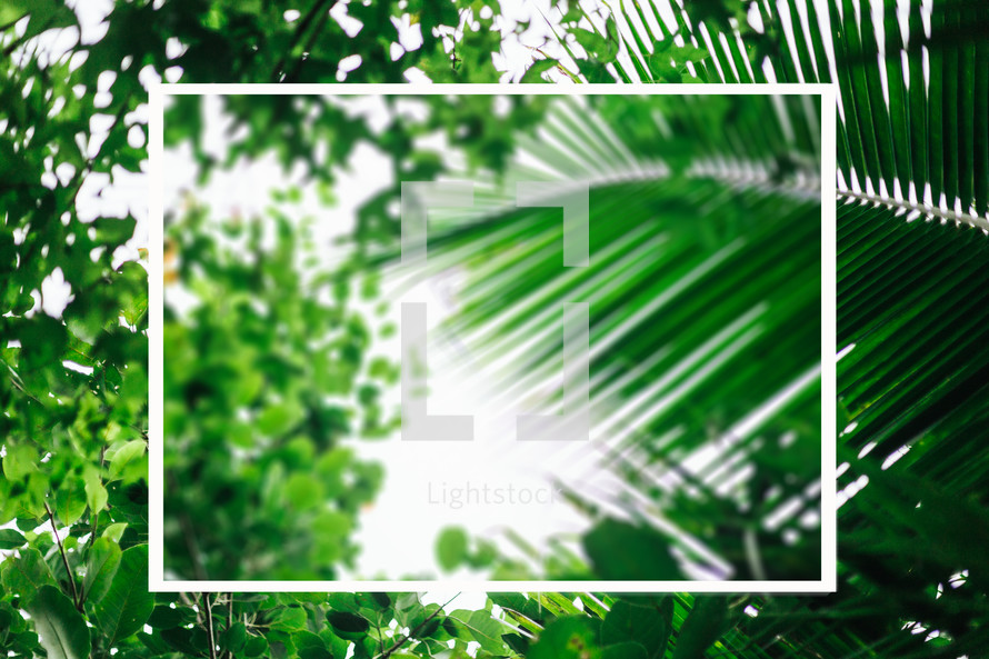 green palm leaves background with frame 
