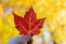 Red fall leaf in front of blurred yellow leaves