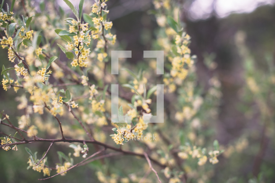 tiny yellow flowers on a spring tree 