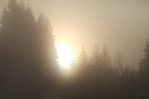 sunrise and fog in a forest