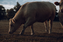 Large white cow standing and grazing in a field at sunset, agriculture and farming photos