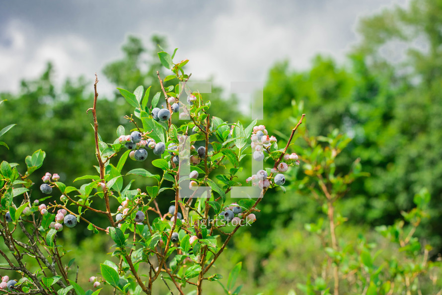 blueberry bush 