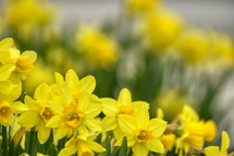 yellow daffodils in a spring flower bed 
