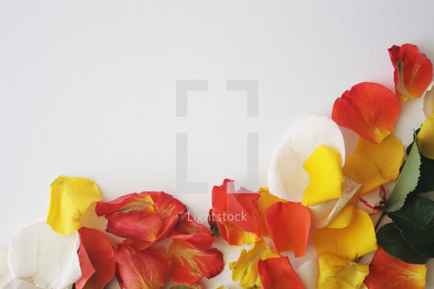 flower petals on a white background 