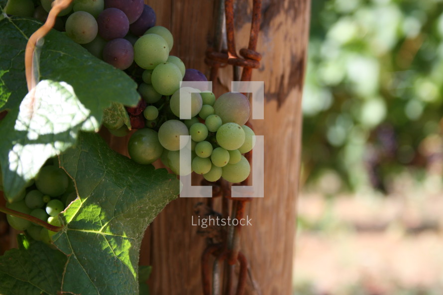 grapes growing on the vine