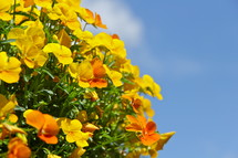 Cascade of yellow & orange pansy flowers in a garden