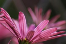 pink petals 