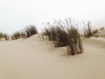 Grass on a dune