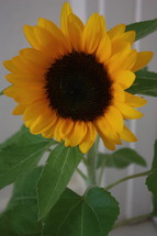 sunflower indoors 