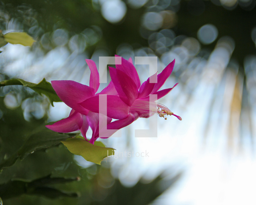 Pink flowers of a Christmas cactus. 