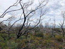 Dry and burnt trees