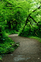 path through a forest at Silver falls
