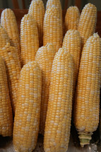ears of corn 