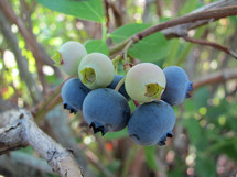 Blueberries growing on a blueberry bush.