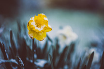 wet daffodil 