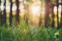 green grass and bokeh light through trees in the background 