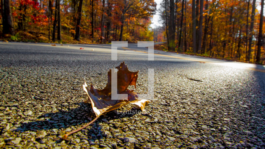 a fall leaf in the middle of a road 