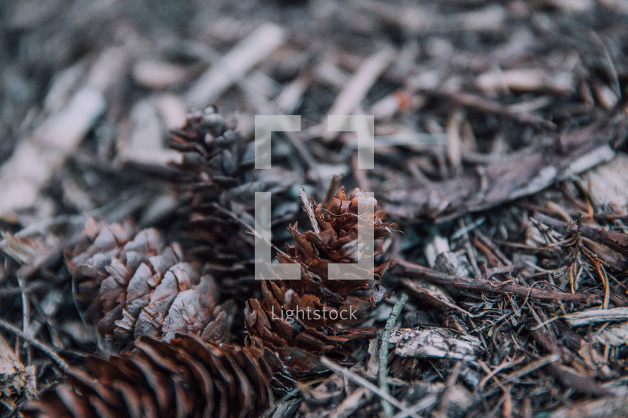 Pine cones nestled on forest floor
